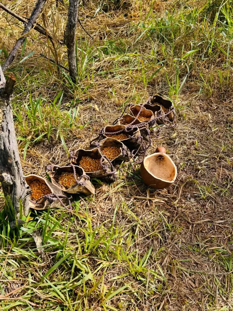 Gincana “Pequenino Agricultor” promove aprendizado prático e valorização da história no campo em Amambai