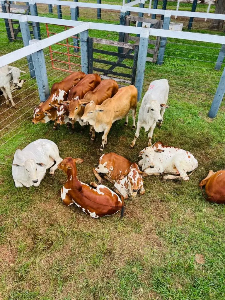 5º Leilão do Sindicato Rural e Associados fortalece pecuária e impulsiona economia em Amambai