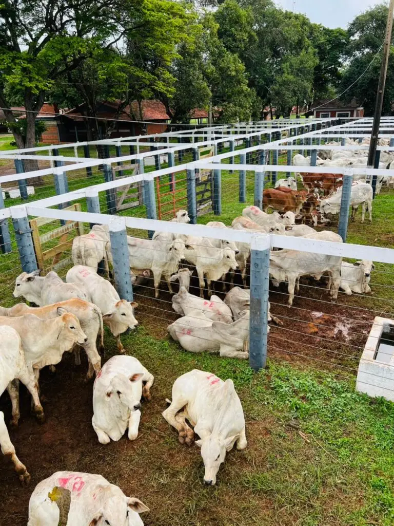 5º Leilão do Sindicato Rural e Associados fortalece pecuária e impulsiona economia em Amambai