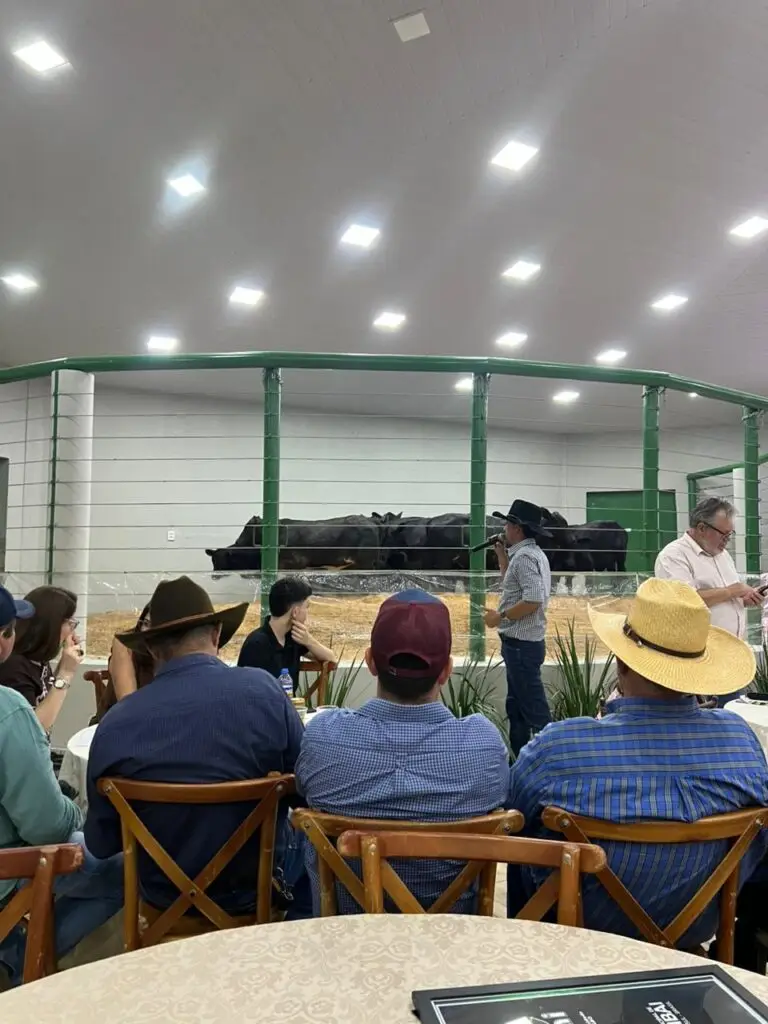 5º Leilão do Sindicato Rural e Associados fortalece pecuária e impulsiona economia em Amambai