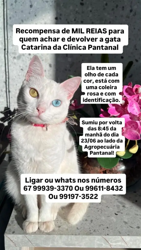 Procura-se gata desaparecida em Amambai