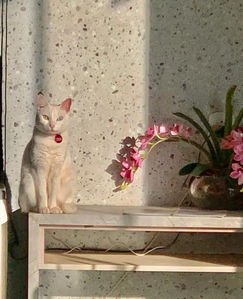Procura-se gata desaparecida em Amambai