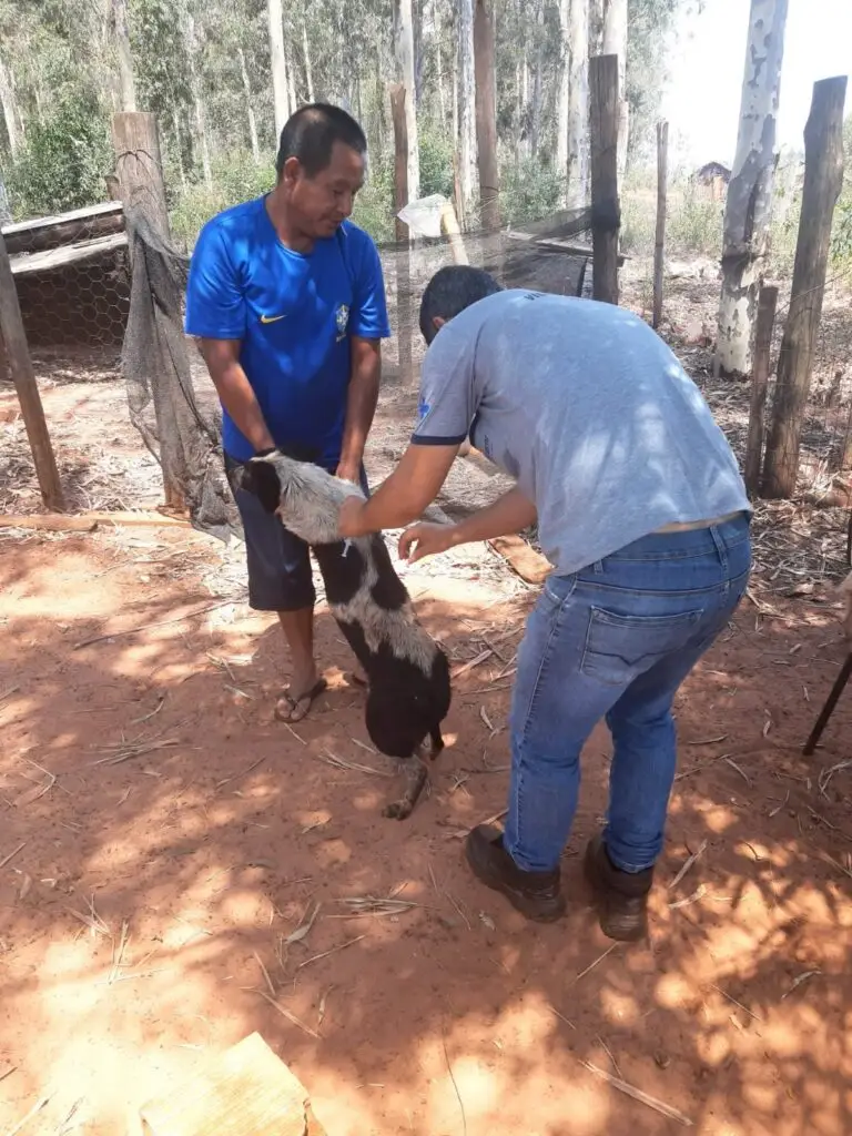 Vigilância Sanitária de Iguatemi deu início à vacinação antirrábica na área rural do município Vigilância Sanitária de Iguatemi deu início à vacinação antirrábica na área rural do município