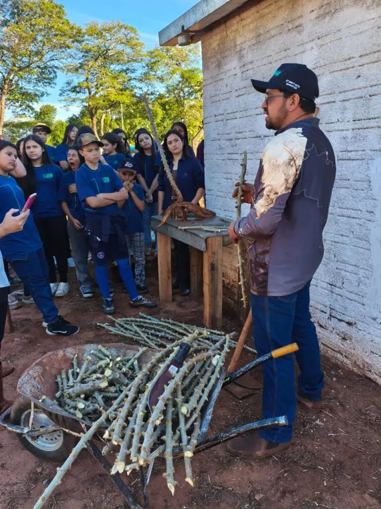 Escola estadual desenvolve prática do cultivo da mandioca em Iguatemi Escola estadual desenvolve prática do cultivo da mandioca em Iguatemi