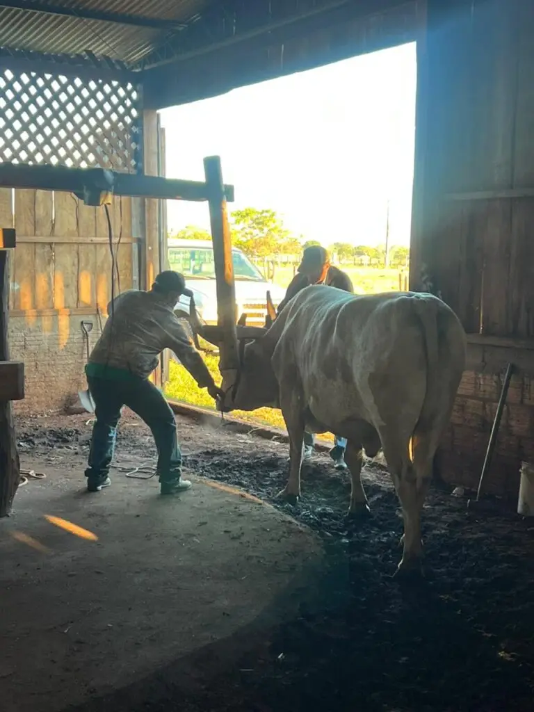 Visita do prefeito Sergio Barbosa destaca tradição da produção artesanal no campo em Amambai