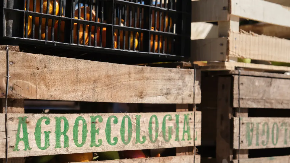 Campo Grande: Agroecologia e agricultura familiar pautam encontro preparatório para o Agroecol 2026 Campo Grande: Agroecologia e agricultura familiar pautam encontro preparatório para o Agroecol 2026