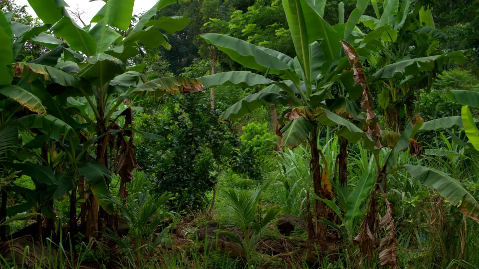 Campo Grande: Agroecologia e agricultura familiar pautam encontro preparatório para o Agroecol 2026 Campo Grande: Agroecologia e agricultura familiar pautam encontro preparatório para o Agroecol 2026